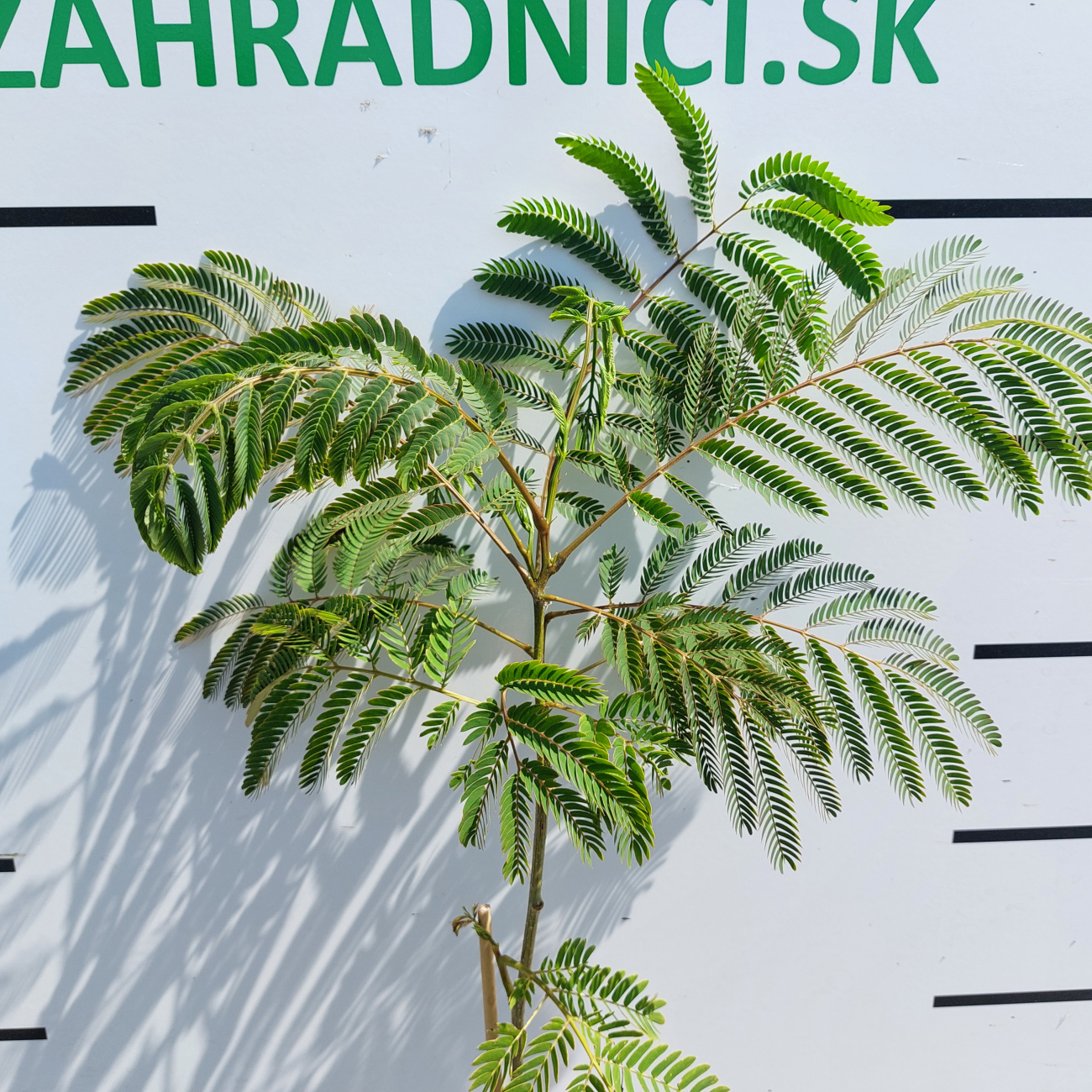 Obrázok Albízia ružová (Albizia Julibrissin) ´OMBRELLA BOUBRI´® - výška 30-50 cm, kont. C2L